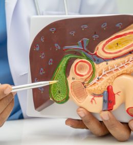 Liver with gallbladder, pancreas spleen and duodenum, Asian doctor holding human anatomy model for study diagnosis and treatment in hospital.