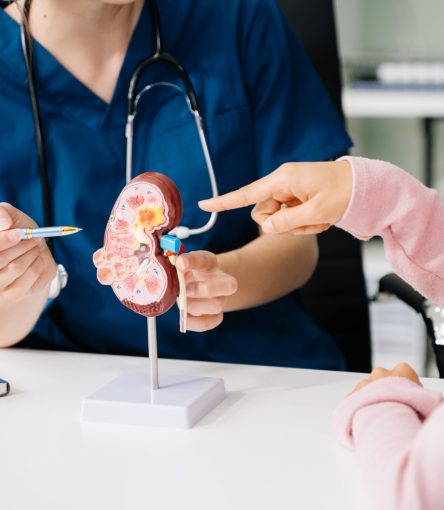 Medical expertise and patient care through anatomical models. Visualize healthcare concepts with a focus on anatomy, guidance, and professional consultation.